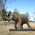 Garden Outdoor Decorative life size bronze elephant statue